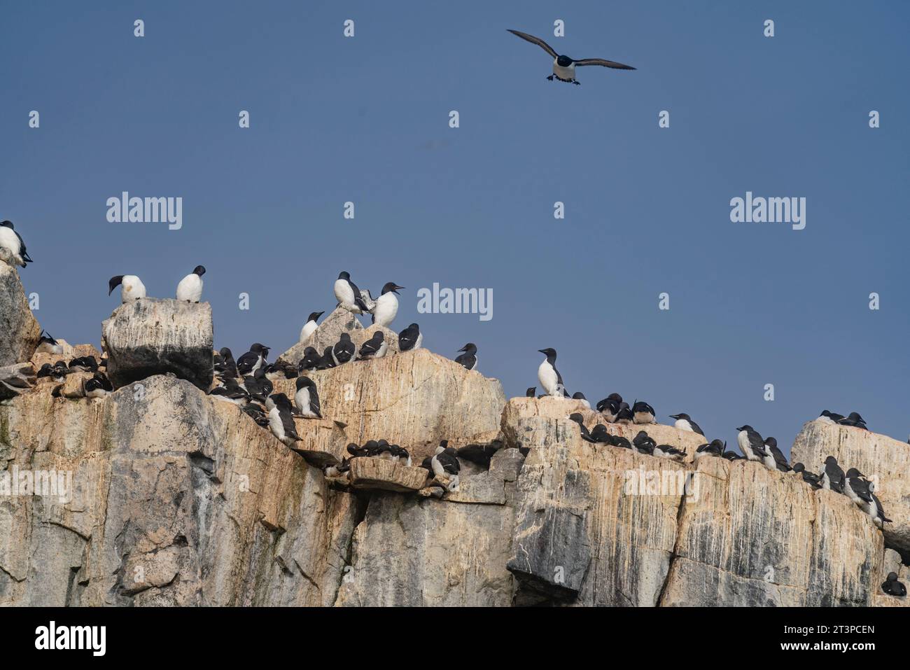 Bruennich's Guillemots (Uria lomvia), Alkefjellet, Spitsbergen, Svalbard Islands, Norway. Stock Photo