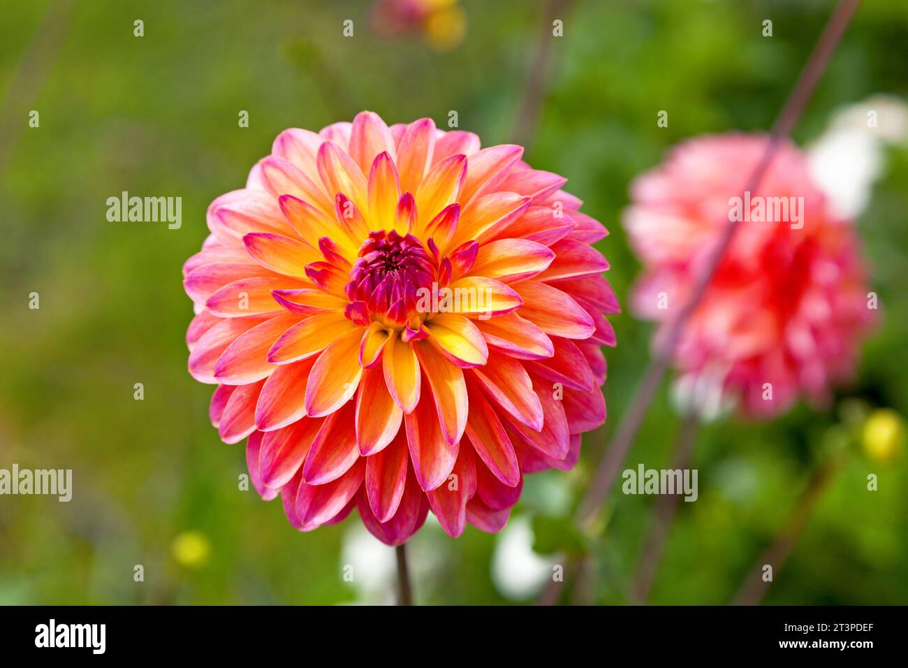 Close up dahlia head hi-res stock photography and images - Alamy