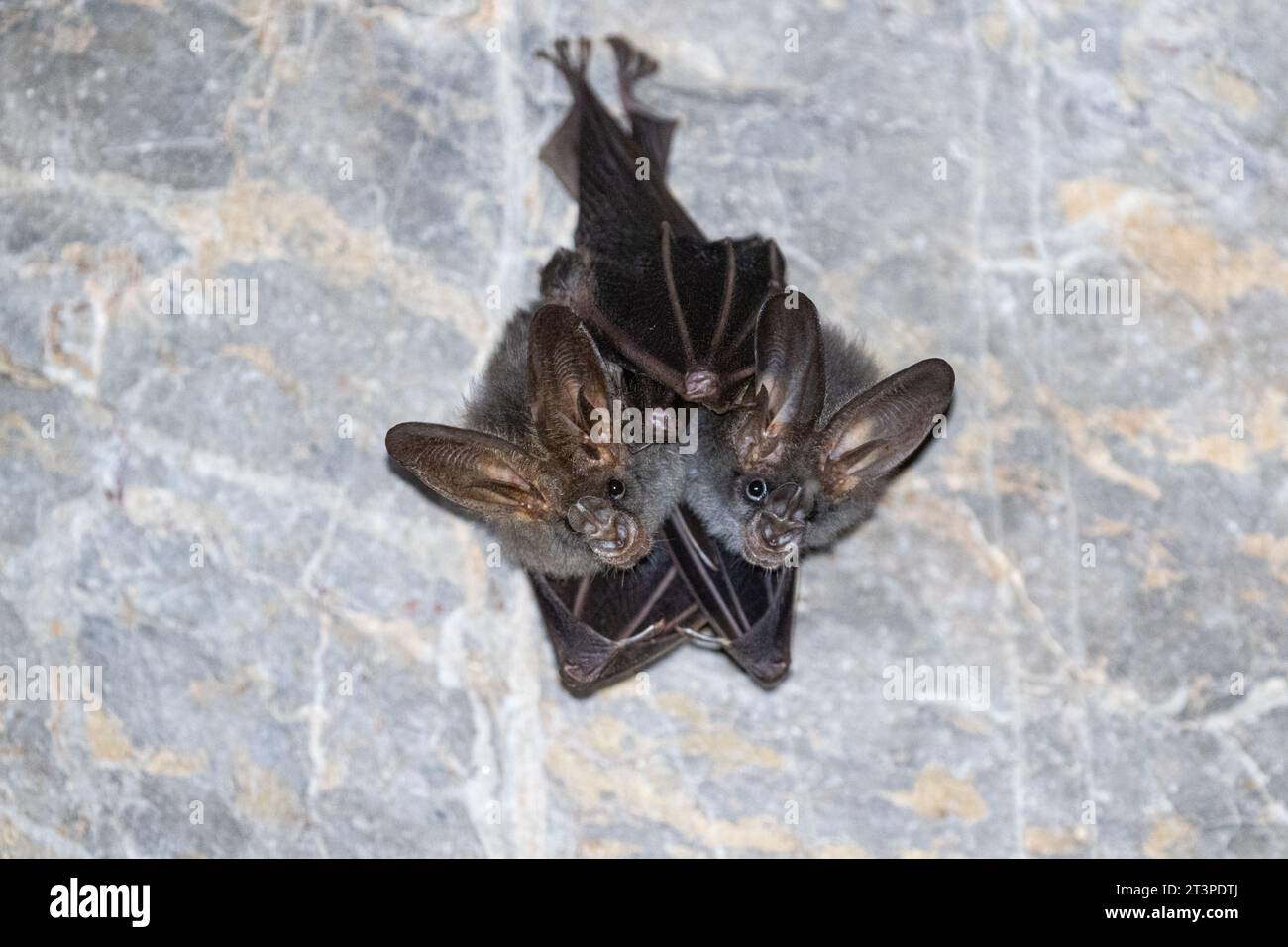 Bat are sleeping in the cave hanging on the celling period midday Stock ...