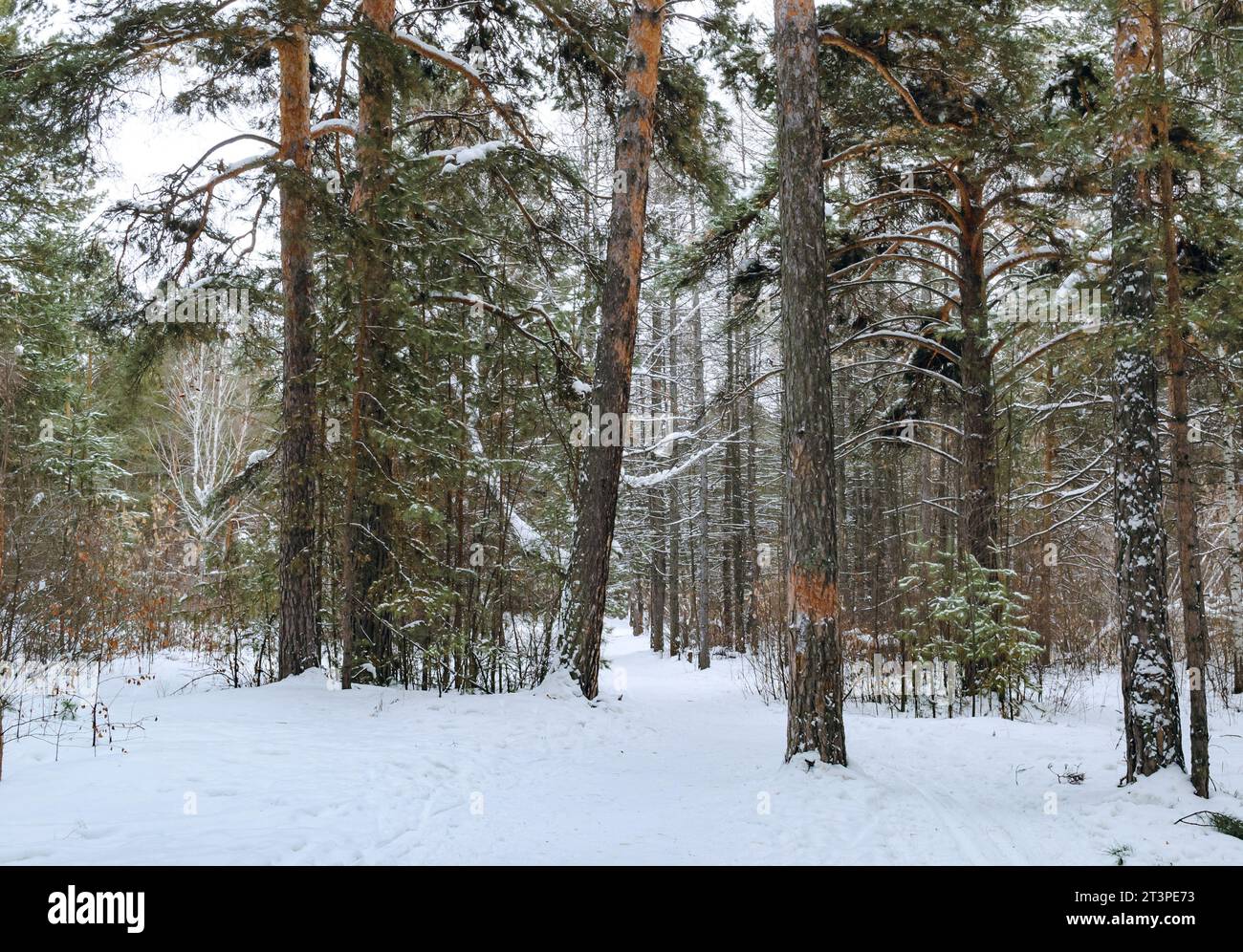 Pine winter snowy forest hi-res stock photography and images - Alamy