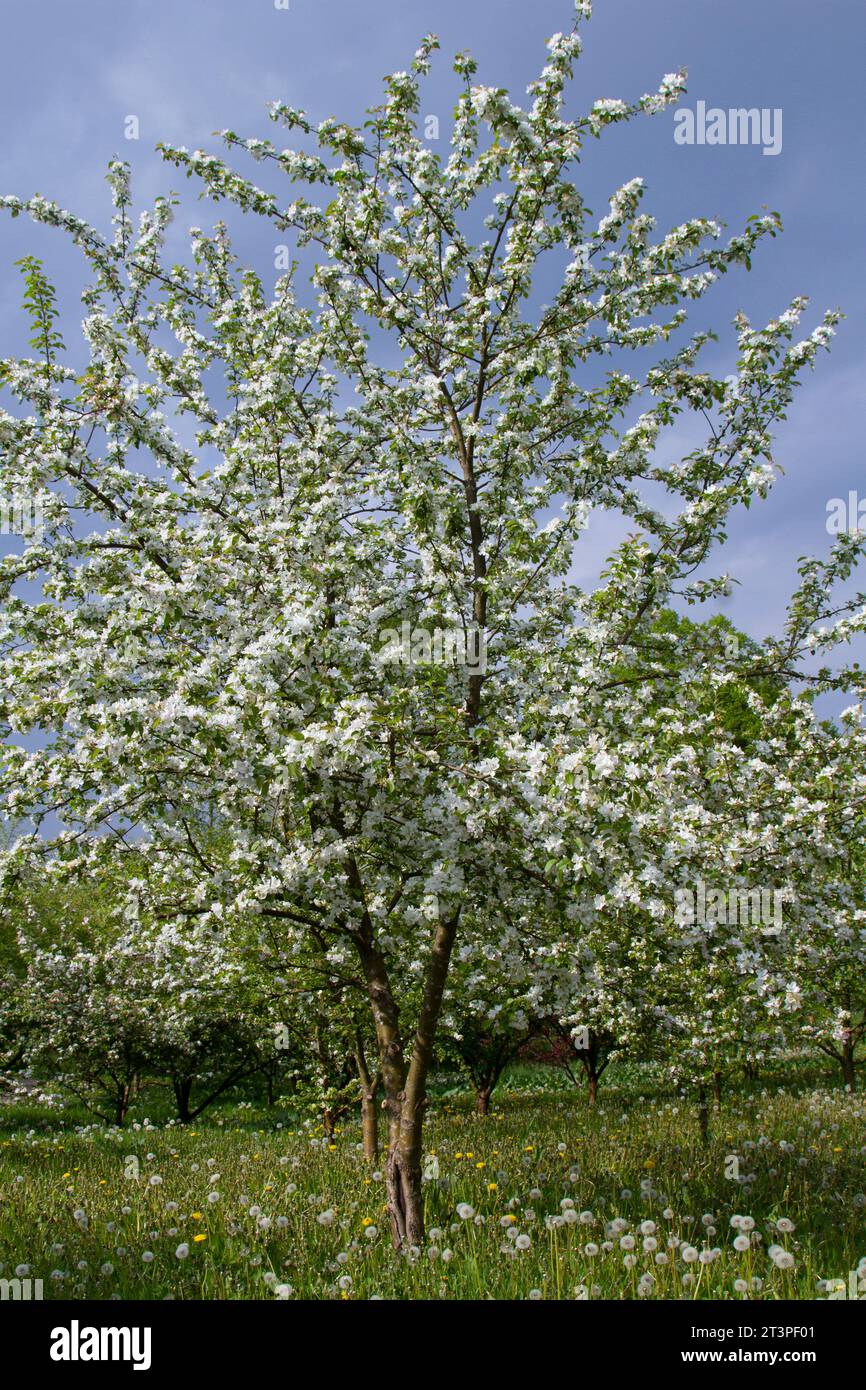 Colorful apple tree in spring in Denmark Stock Photo - Alamy