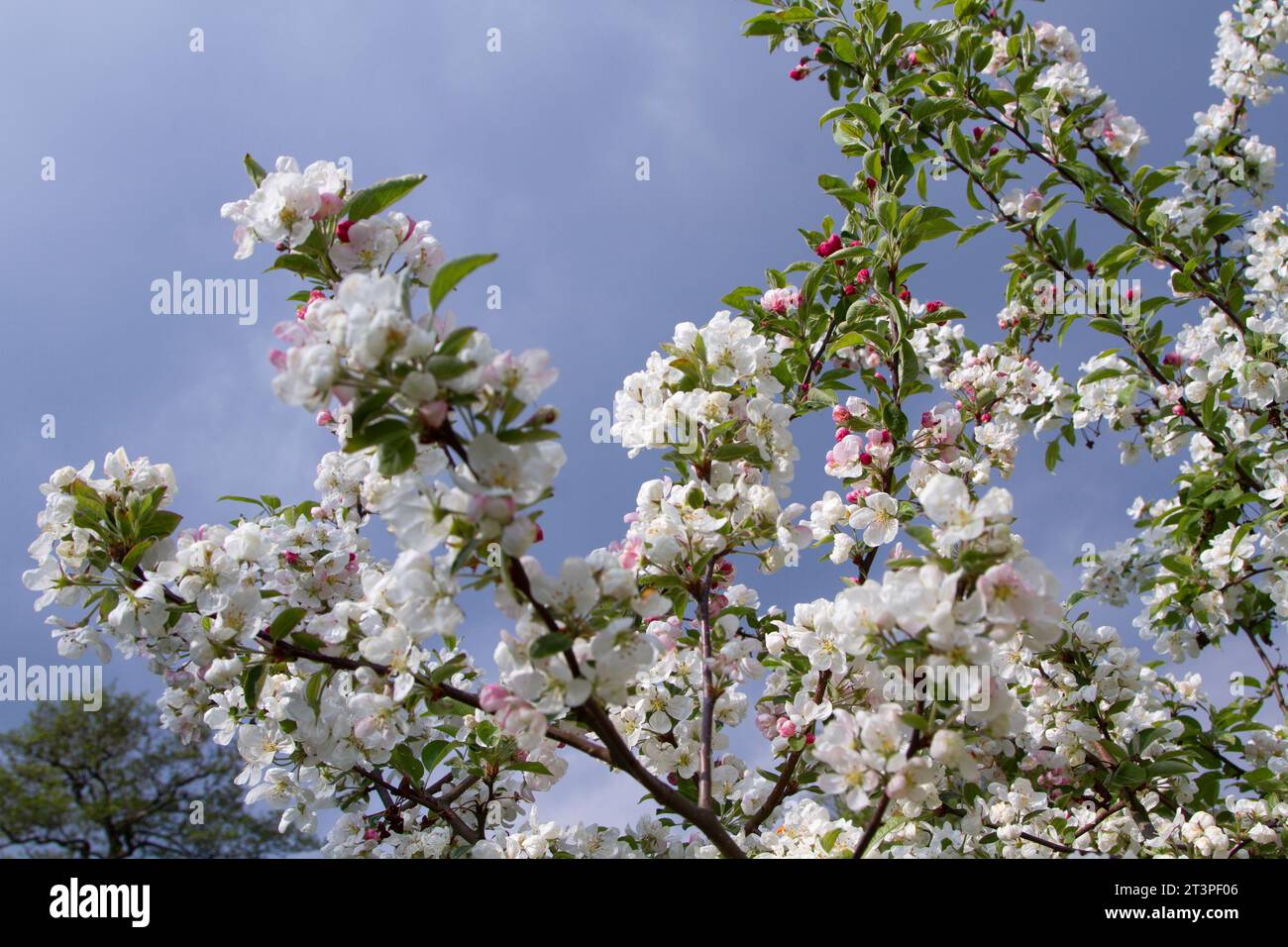 Beautifully blooming apple trees hi-res stock photography and images ...