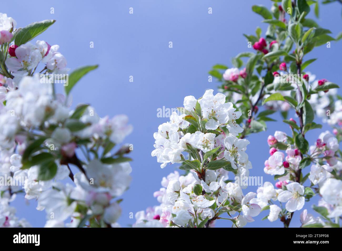 Colorful apple tree in spring in Denmark Stock Photo - Alamy