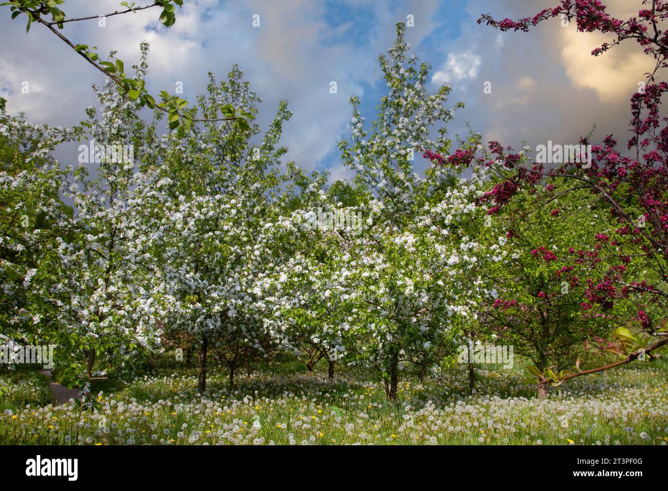 Colorful apple tree in spring in Denmark Stock Photo - Alamy