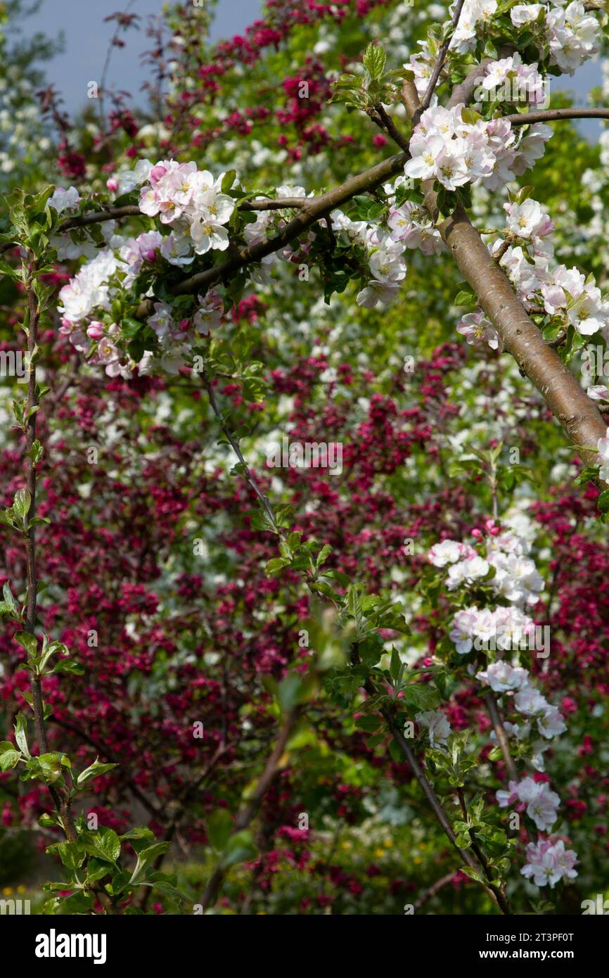 Colorful apple tree in spring in Denmark Stock Photo - Alamy