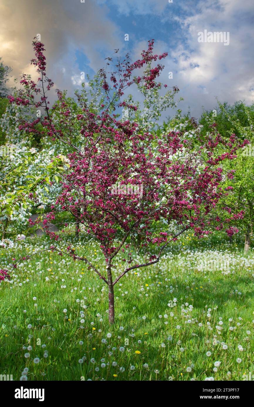 Colorful apple tree in spring in Denmark Stock Photo - Alamy