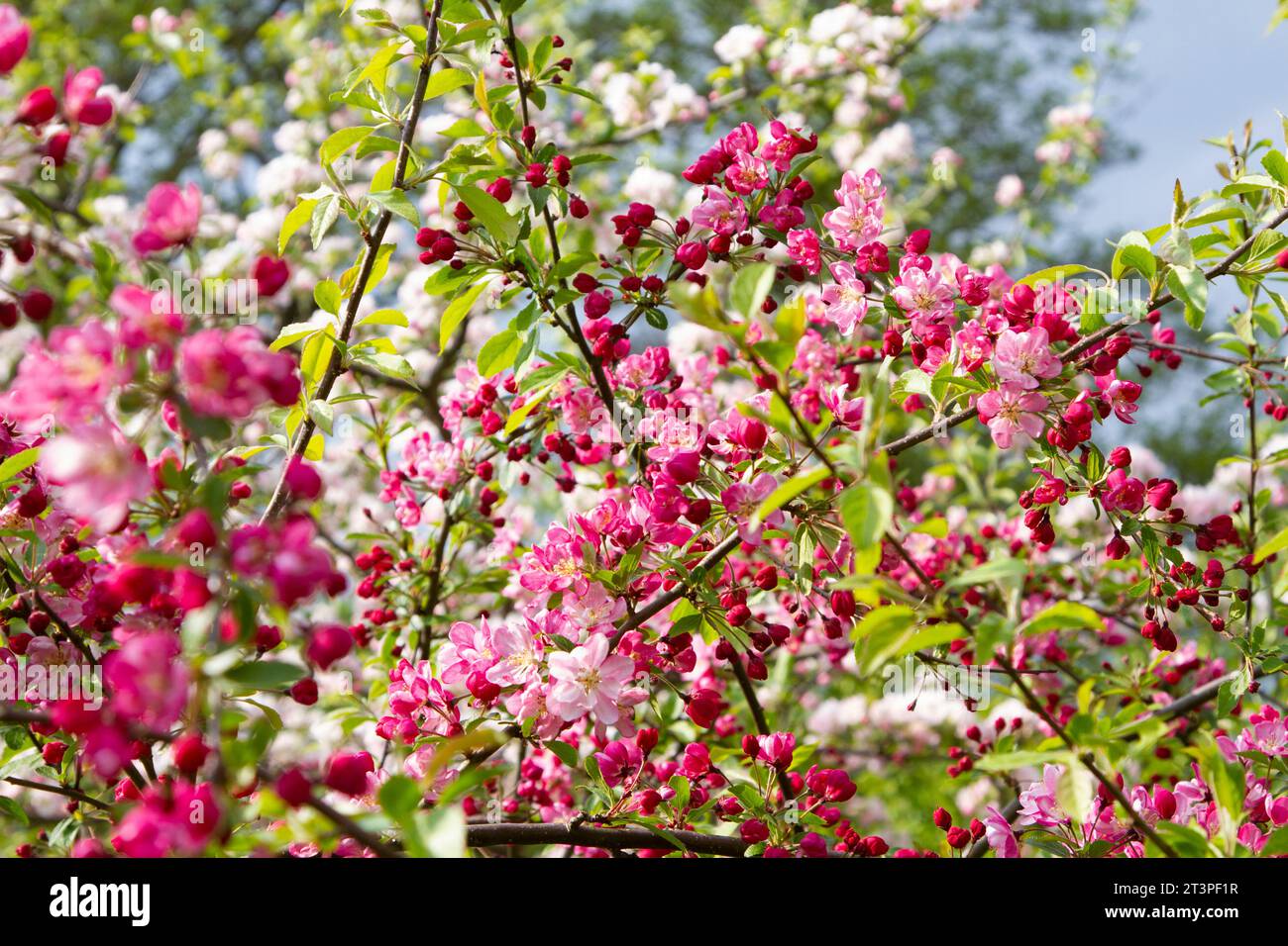 Colorful apple tree in spring in Denmark Stock Photo - Alamy