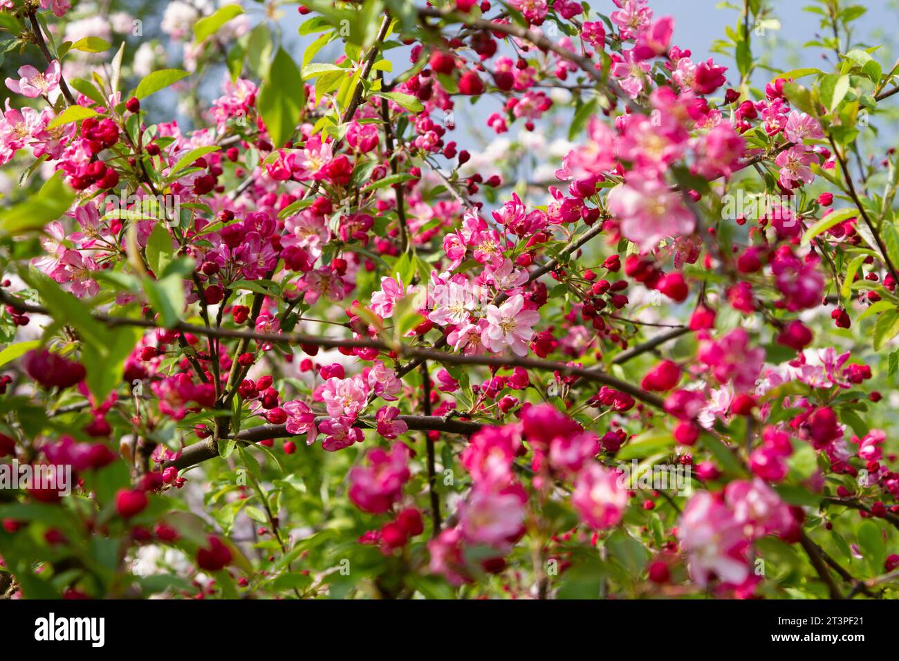 Colorful apple tree in spring in Denmark Stock Photo - Alamy