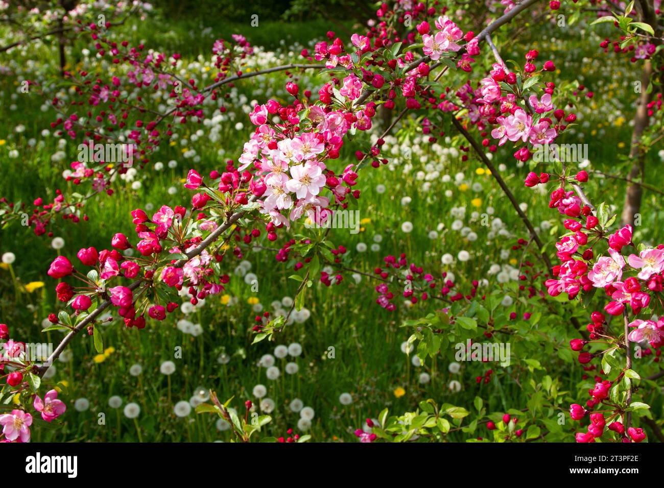 Colorful apple tree in spring in Denmark Stock Photo - Alamy