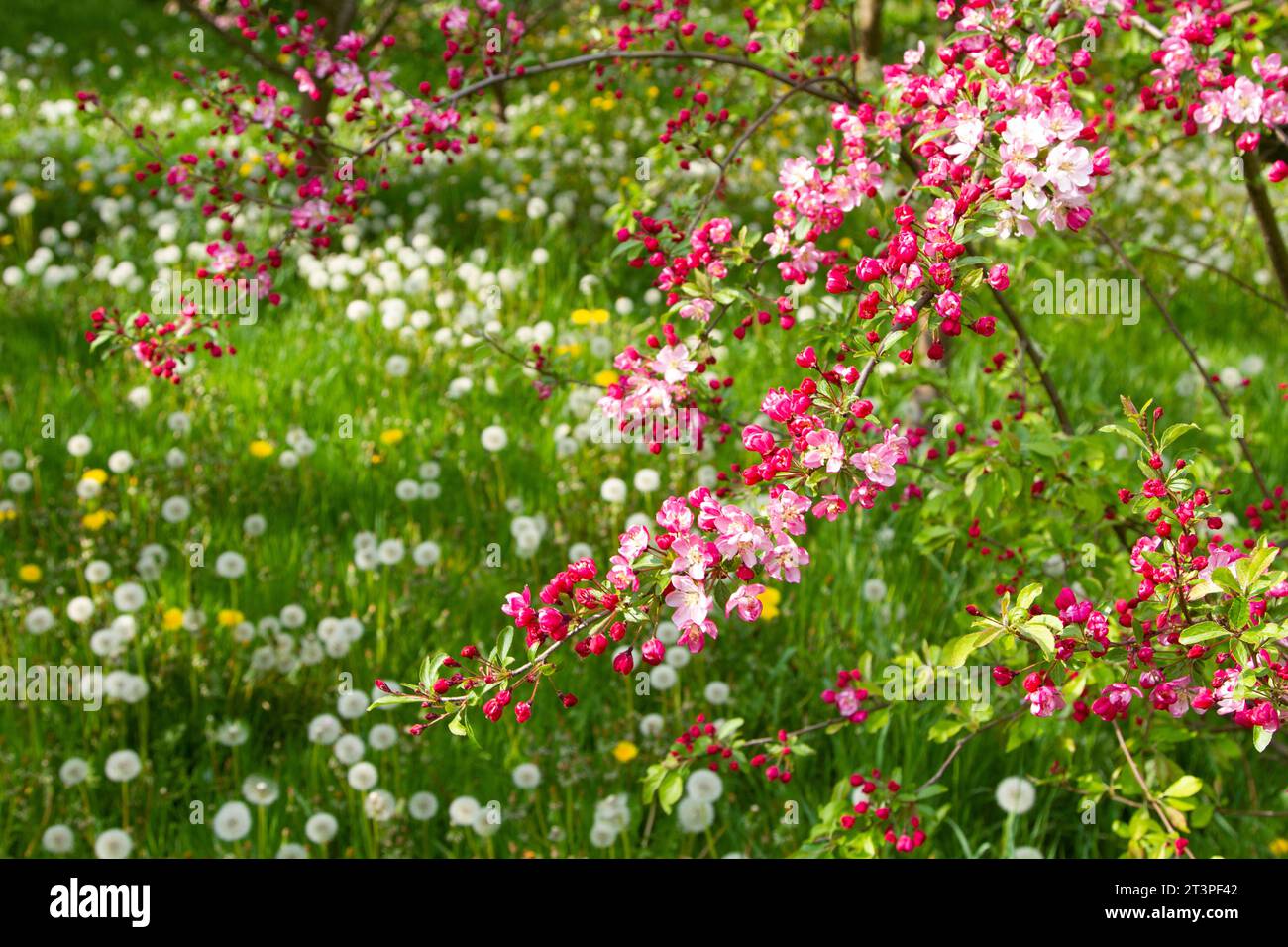 Colorful apple tree in spring in Denmark Stock Photo - Alamy