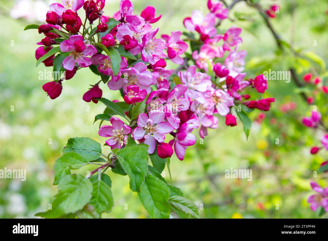 Colorful apple tree in spring in Denmark Stock Photo - Alamy