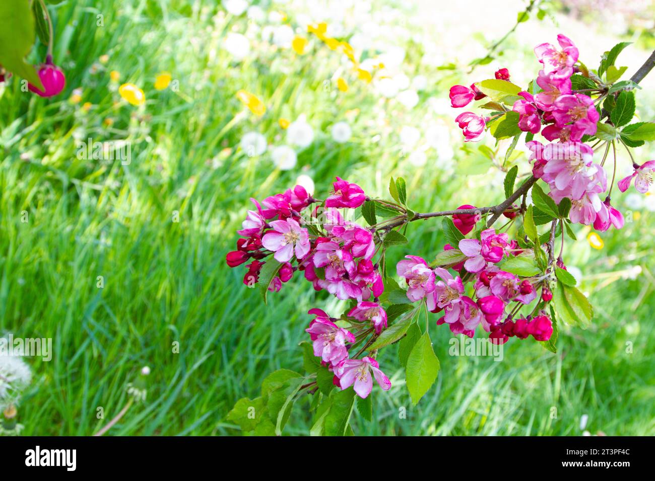 Colorful apple tree in spring in Denmark Stock Photo - Alamy