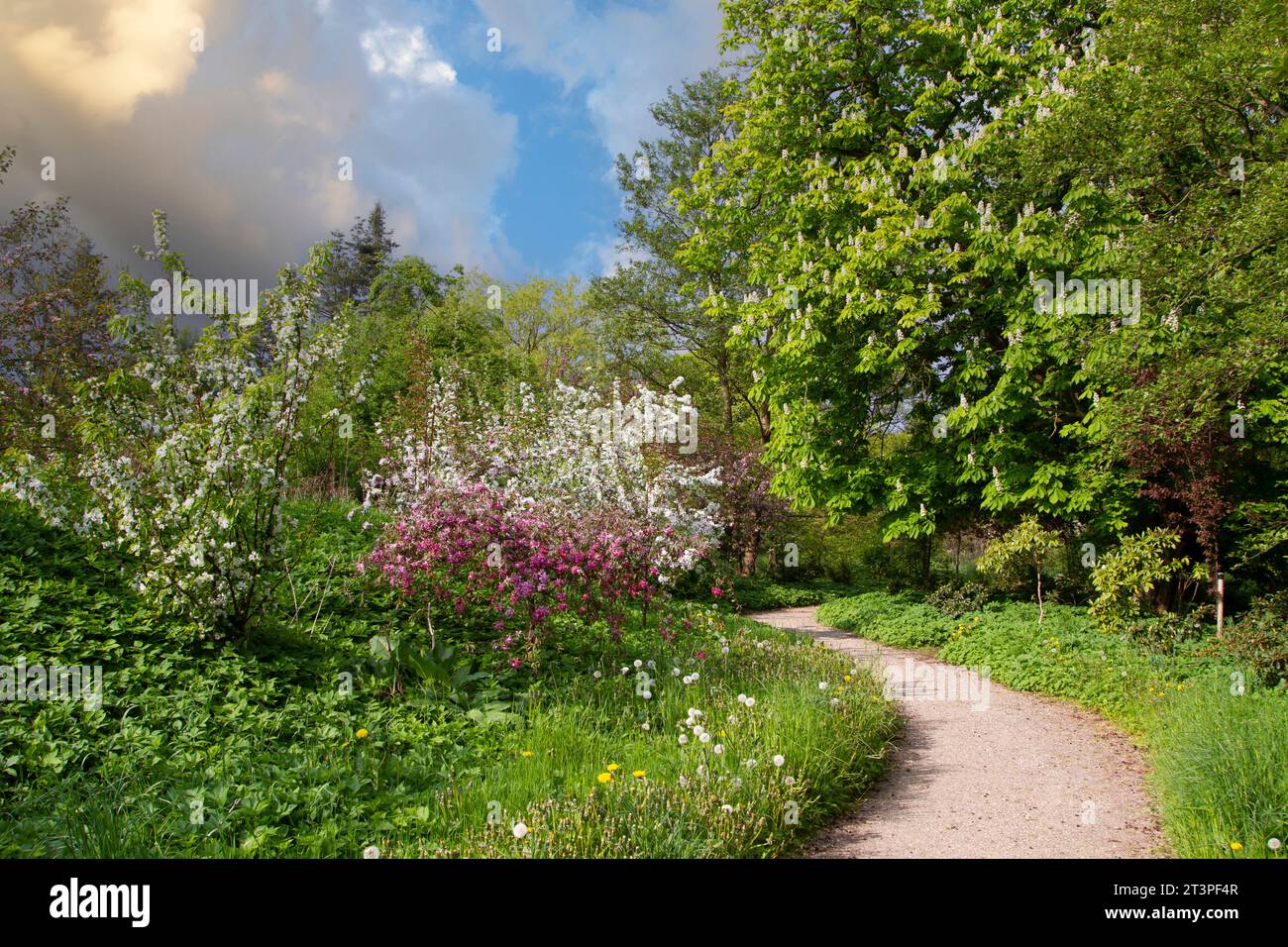 Colorful apple tree in spring in Denmark Stock Photo - Alamy