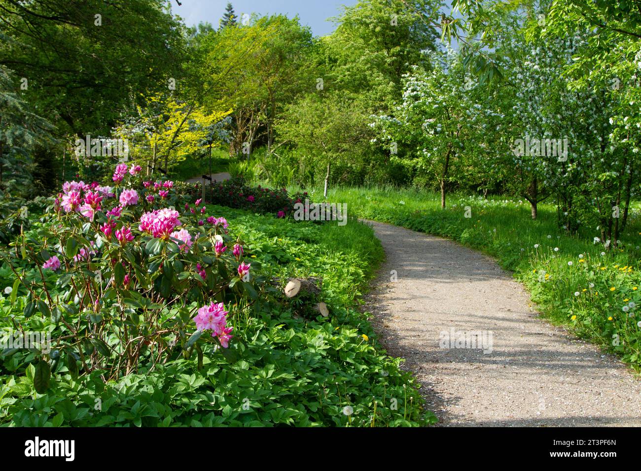 Colorful apple tree in spring in Denmark Stock Photo - Alamy