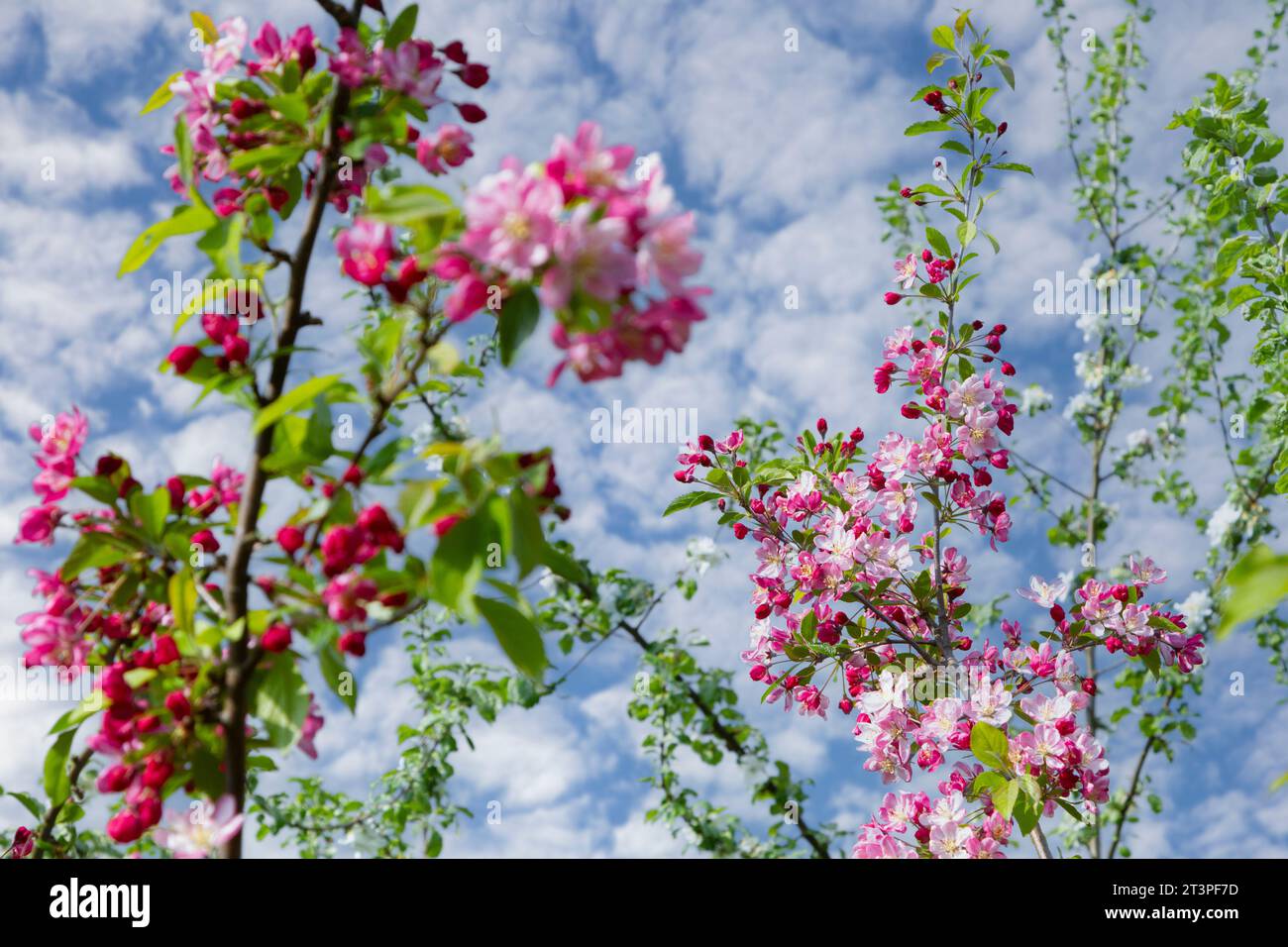 Colorful apple tree in spring in Denmark Stock Photo - Alamy