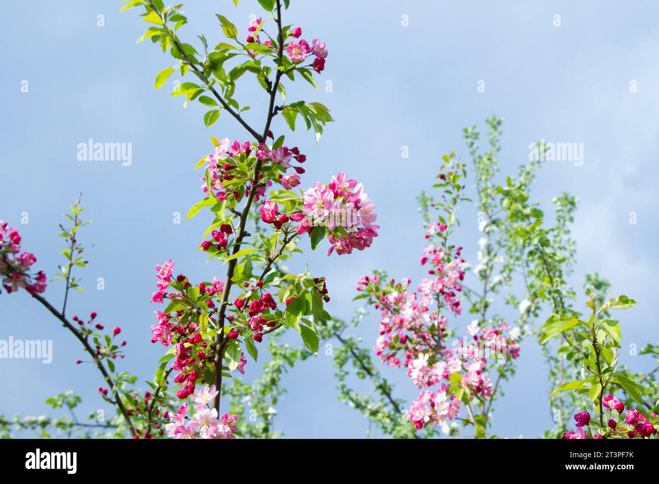 Colorful apple tree in spring in Denmark Stock Photo - Alamy