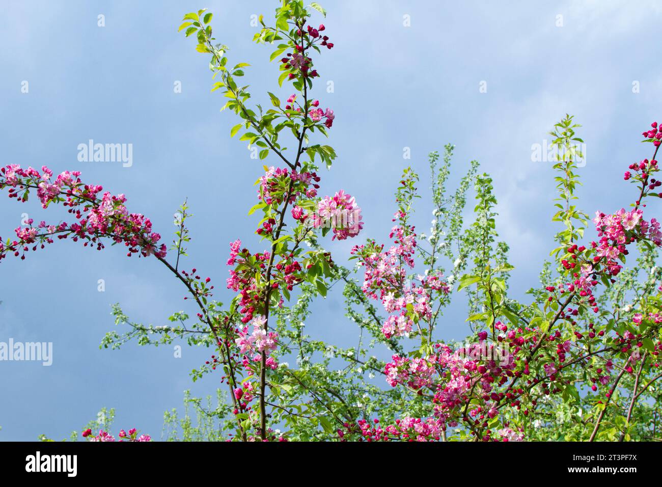 Colorful apple tree in spring in Denmark Stock Photo - Alamy