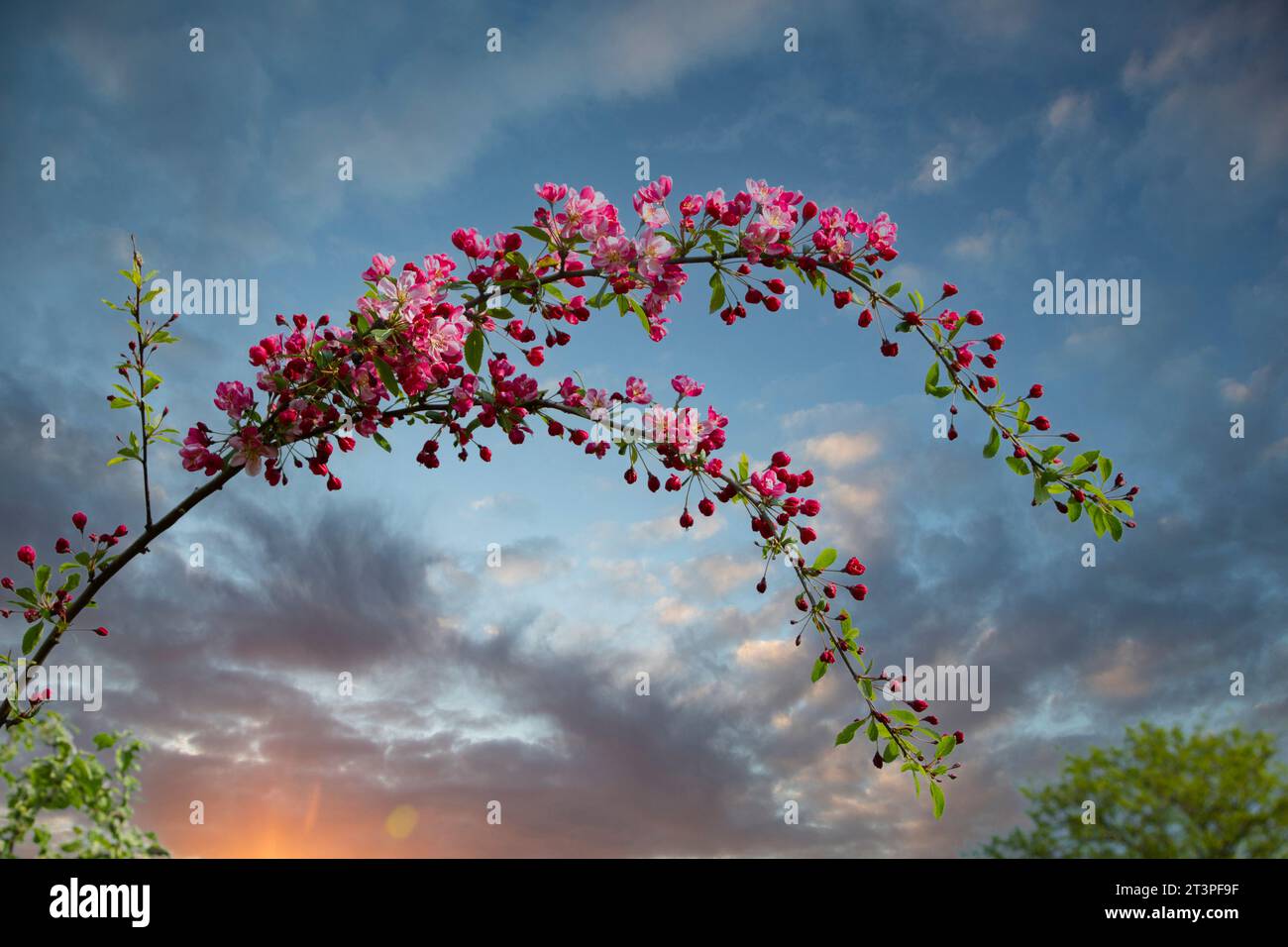 Colorful apple tree in spring in Denmark Stock Photo - Alamy