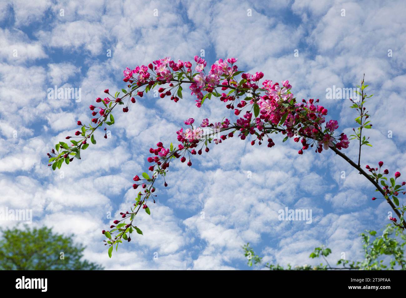Colorful apple tree in spring in Denmark Stock Photo - Alamy