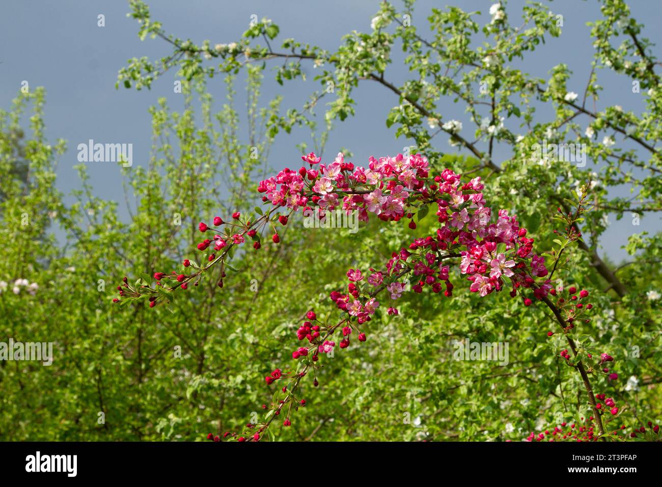 Colorful apple tree in spring in Denmark Stock Photo - Alamy
