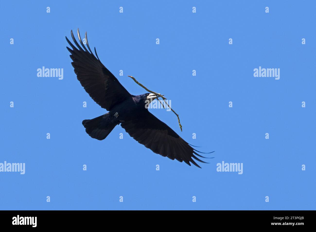 Rook (Corvus frugilegus) flying to nest with big twig / branch as nesting material in beak in spring Stock Photo
