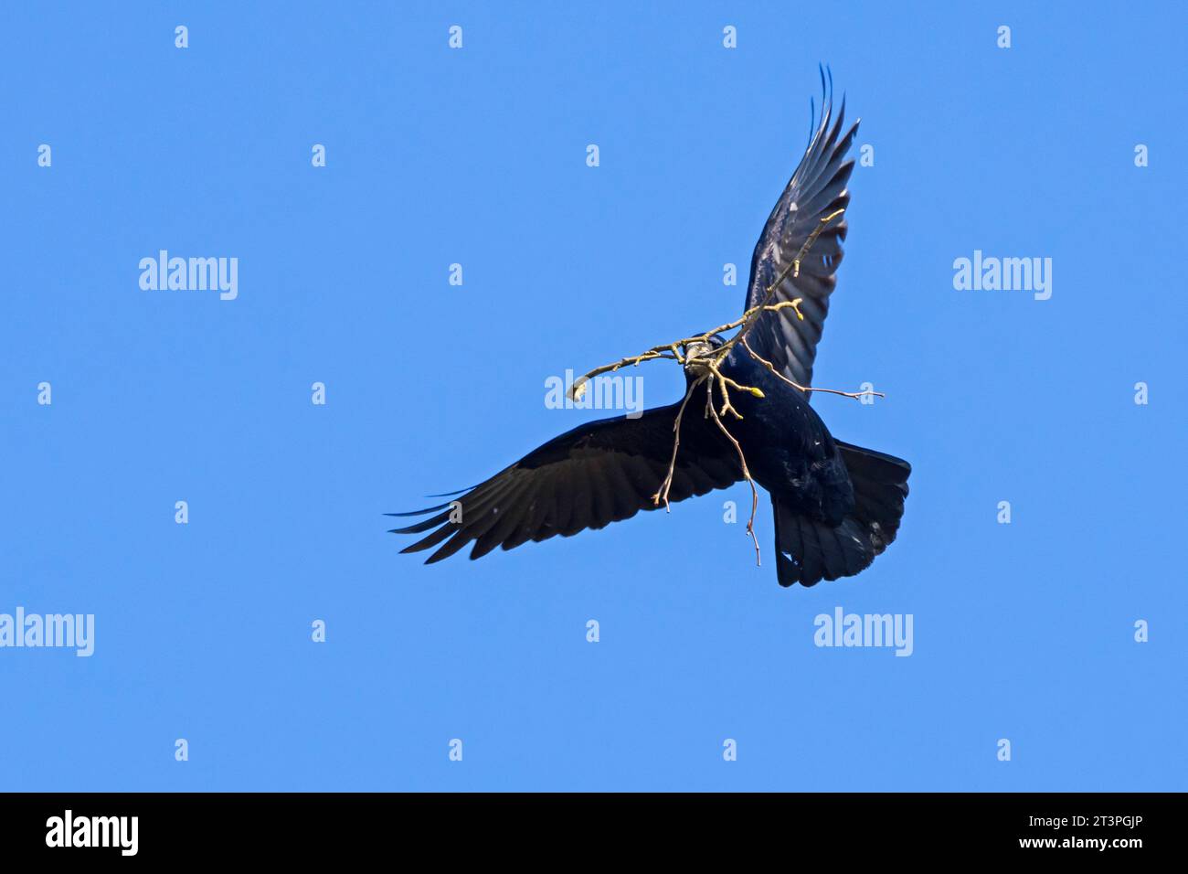 Rook (Corvus frugilegus) flying to nest with big twig / branch as nesting material in beak in spring Stock Photo