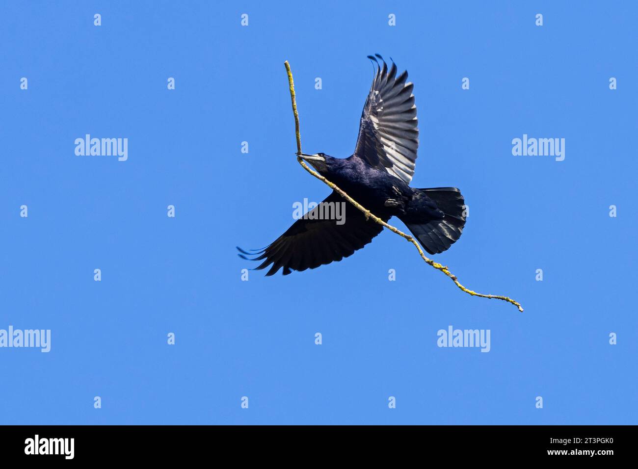 Rook (Corvus frugilegus) flying to nest with large twig / branch as nesting material in beak in spring Stock Photo