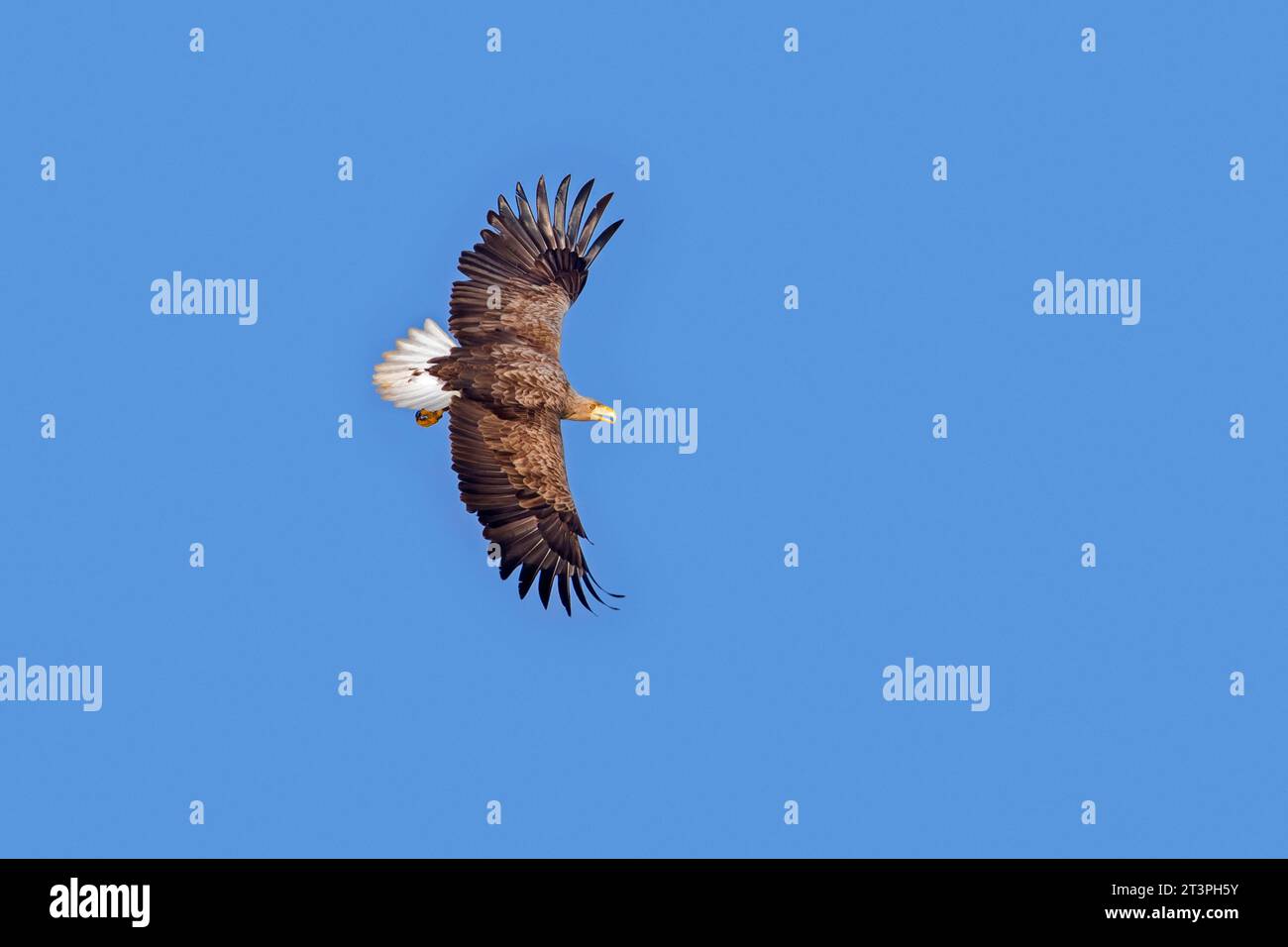 White-tailed eagle / Eurasian sea eagle / erne (Haliaeetus albicilla) adult in flight in summer against blue sky Stock Photo