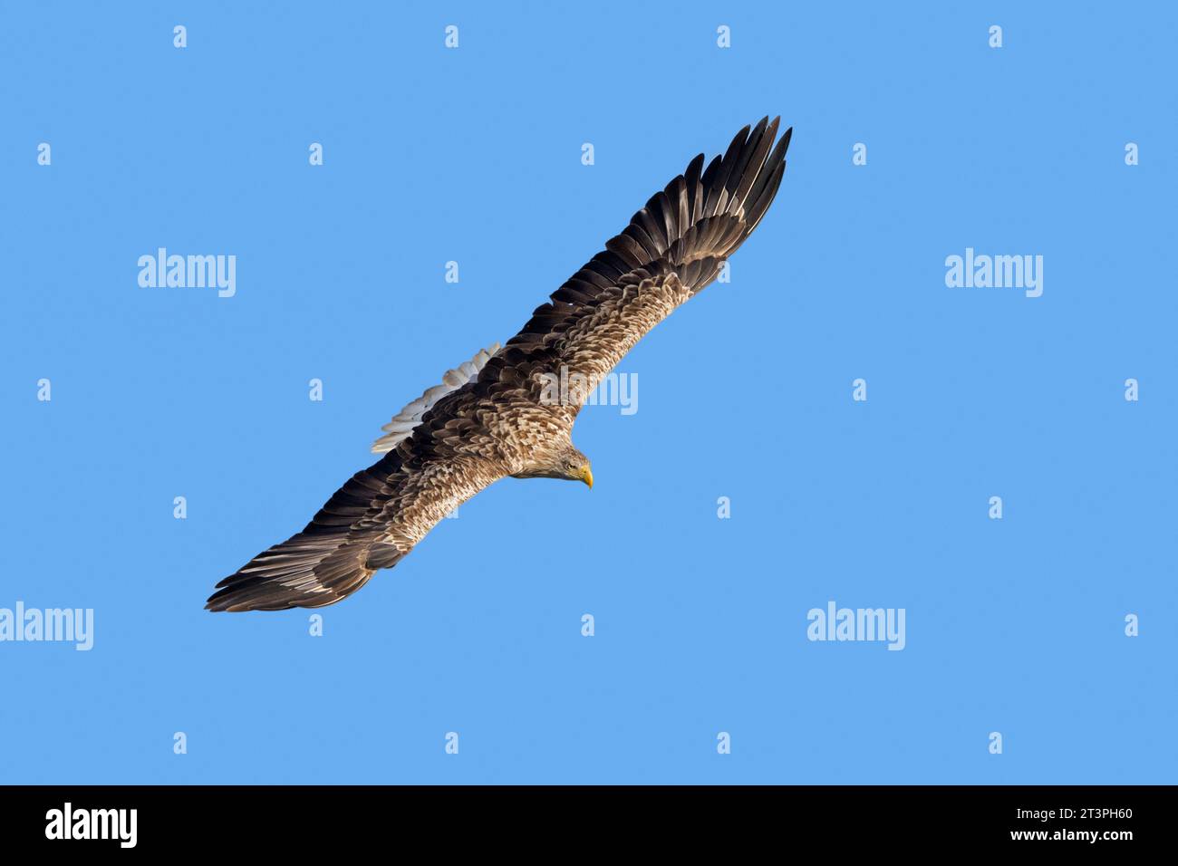 White-tailed eagle / Eurasian sea eagle / erne (Haliaeetus albicilla) adult in flight in summer against blue sky Stock Photo