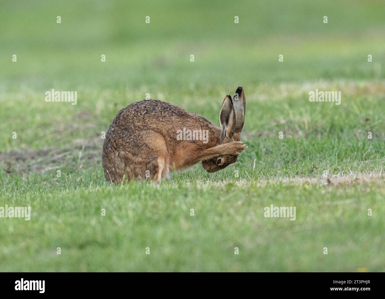 A wild Brown Hare ( Lepus europaeus) in a grassy meadow having a grooming session and washing it's face. Suffolk , UK. Stock Photo