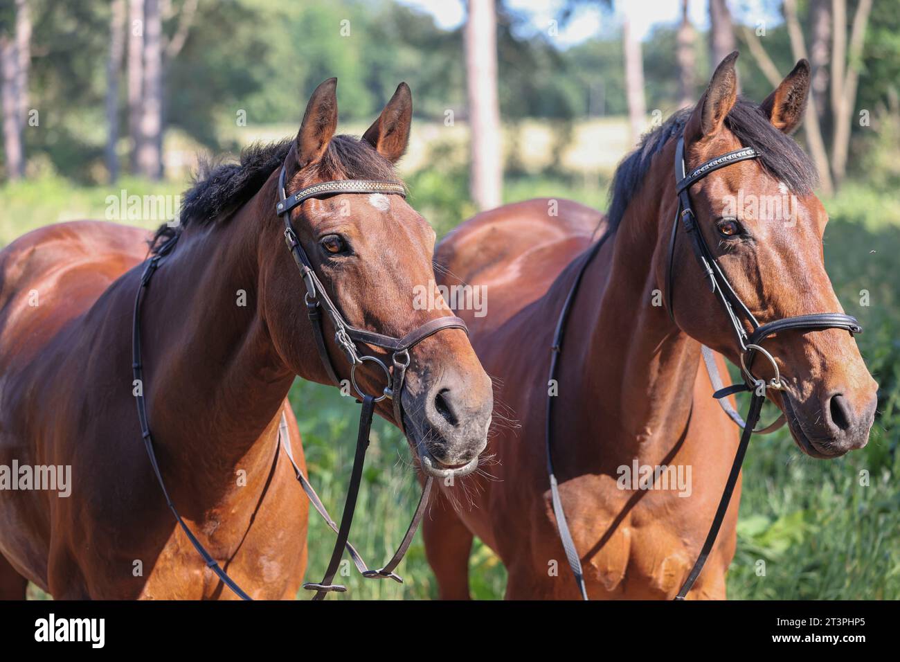The Twins, head shots of 2 bay horses, a warmblood and a Irish Sport horse . Wearing a traditional snaffle and a Micklem bridle.Woodland background. Stock Photo