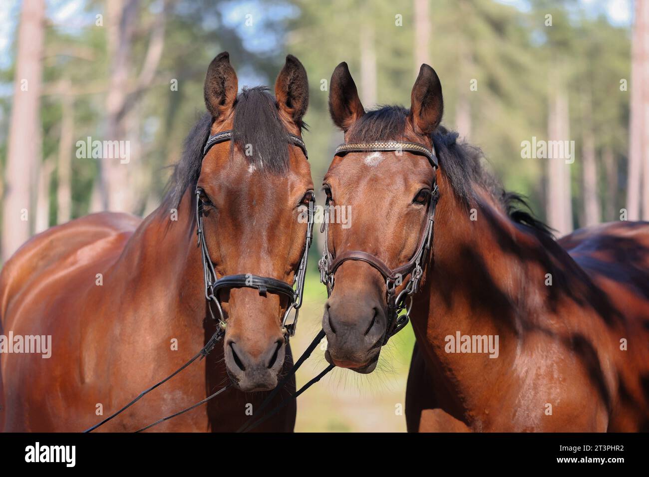 The Twins, head shots of 2 bay horses, a warmblood and a Irish Sport horse . Wearing a traditional snaffle and a Micklem bridle.Woodland background. Stock Photo