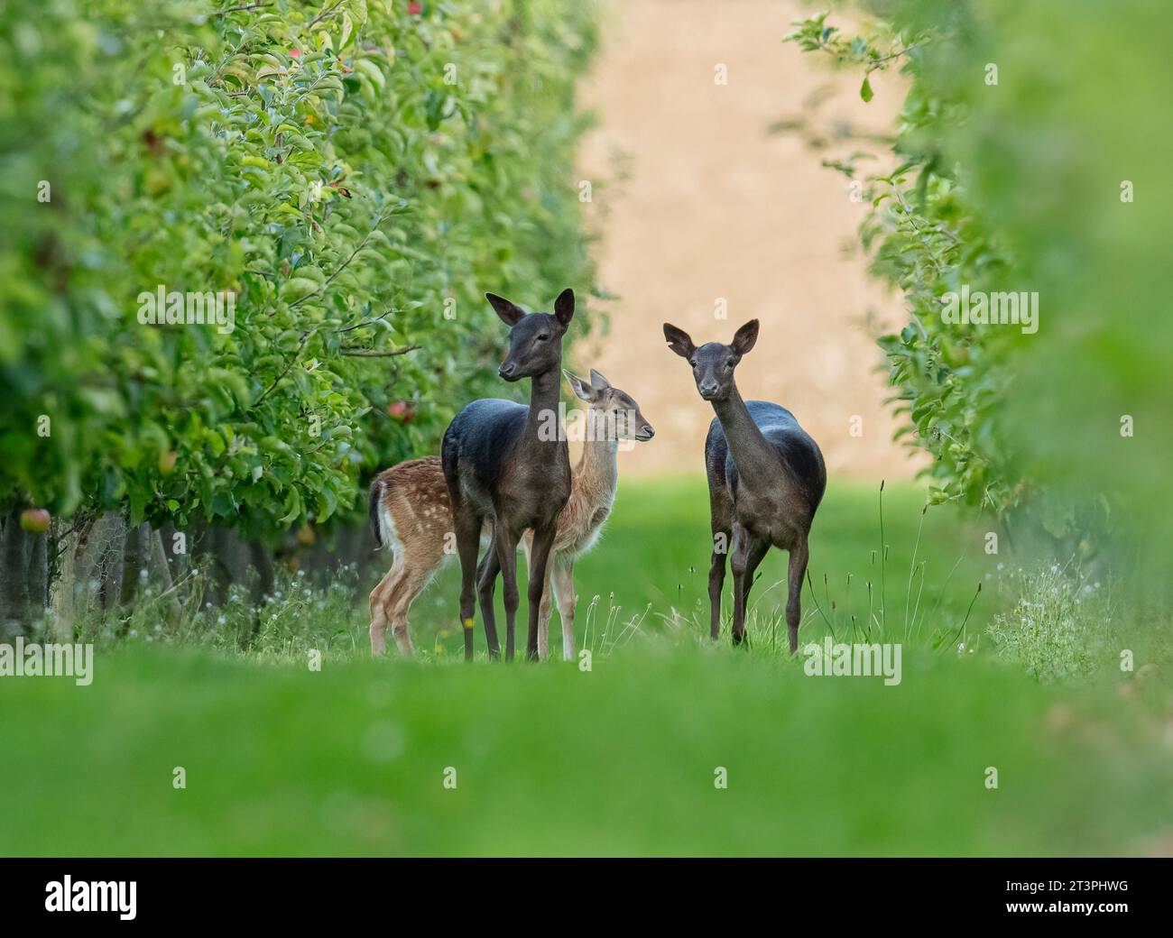 An assorted group of  3 Fallow Deer (Dama dama) in a orchard . Shows different sizes, ages and colours . Suffolk. UK Stock Photo