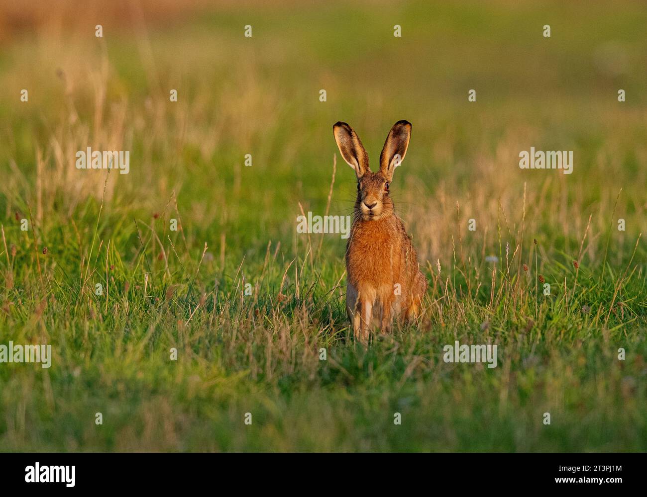 A Wild Brown Hare Sitting Upright And Alert In A Grassy Meadow Bathed