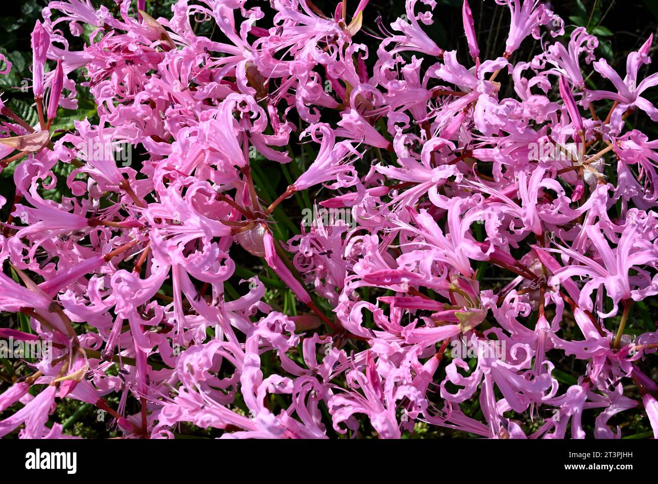 Bowden Lily flowers (Nerine bowdenii) in bloom, Kent, UK Stock Photo