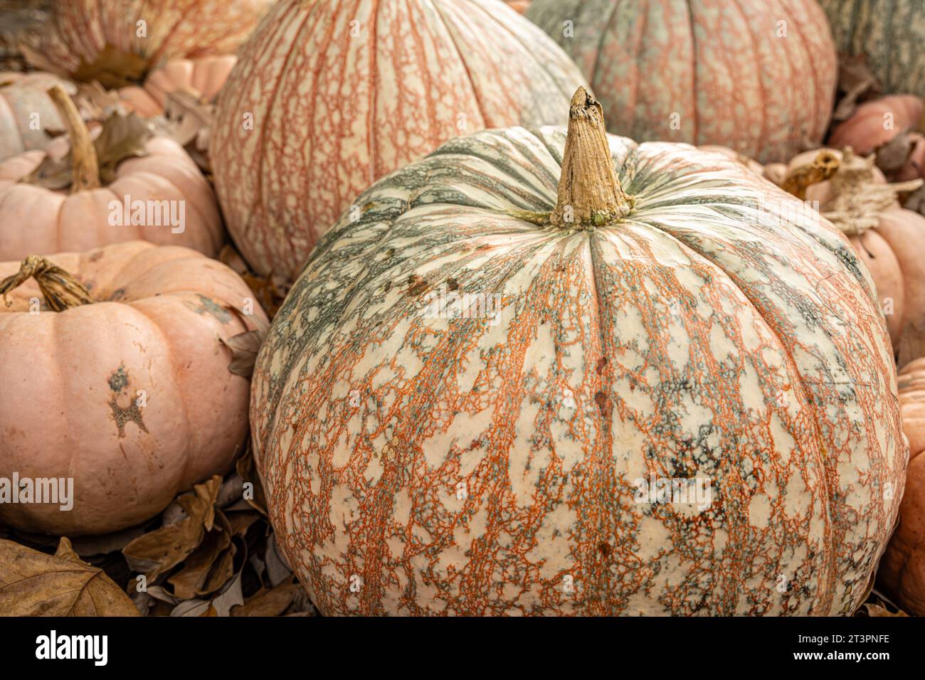 Variegated One-Too-Many hybrid pumpkins at the Atlanta Botanical Garden's fall display in Midtown Atlanta, Georgia. (USA) Stock Photo