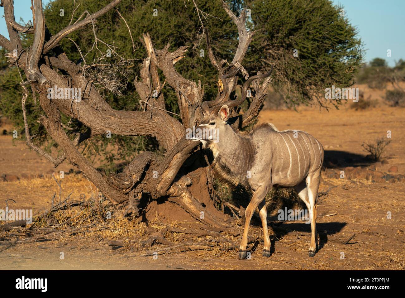 Greater kudu male (Tragelaphus strepsiceros), Mashatu Game Reserve, Botswana. Stock Photo