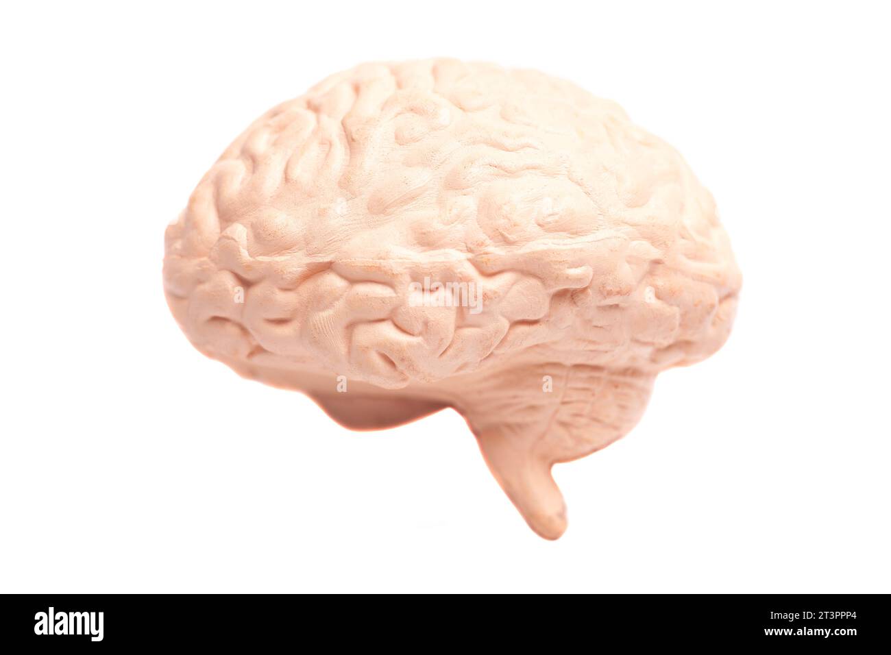 Human brain anatomical model isolated on white background Stock Photo ...