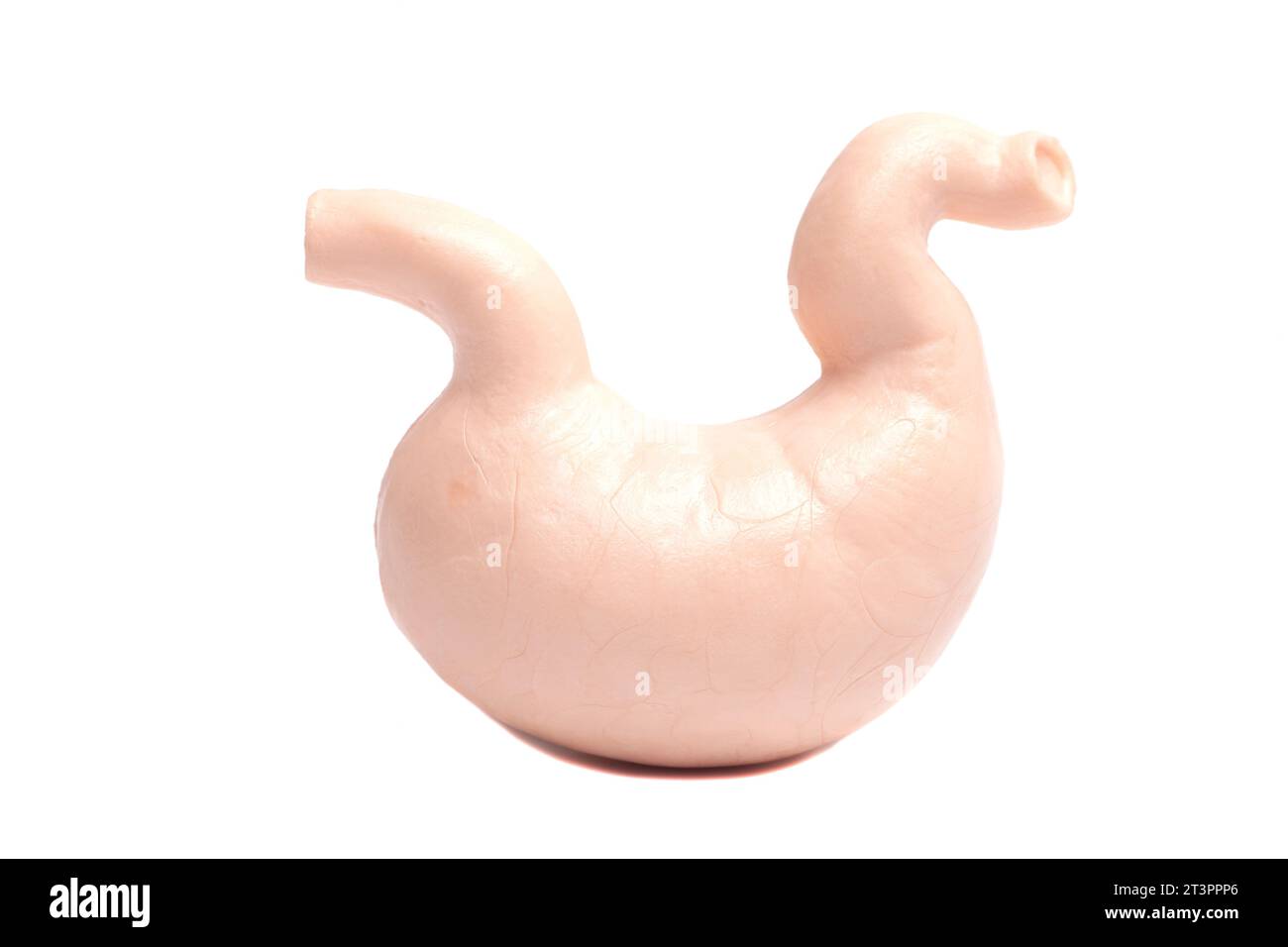 Human stomach anatomical model isolated on white background Stock Photo