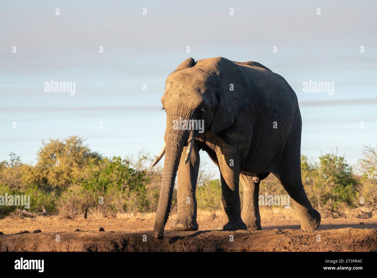 African elephant (Loxodonta africana), Mashatu Game Reserve, Botswana. Stock Photo