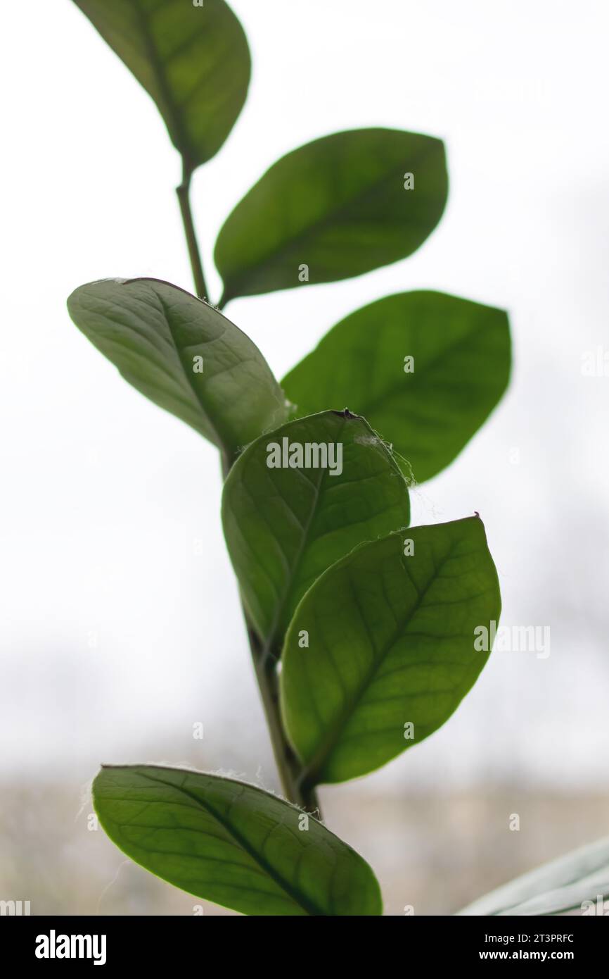 Stem with green leaves of a house plant close up Stock Photo - Alamy