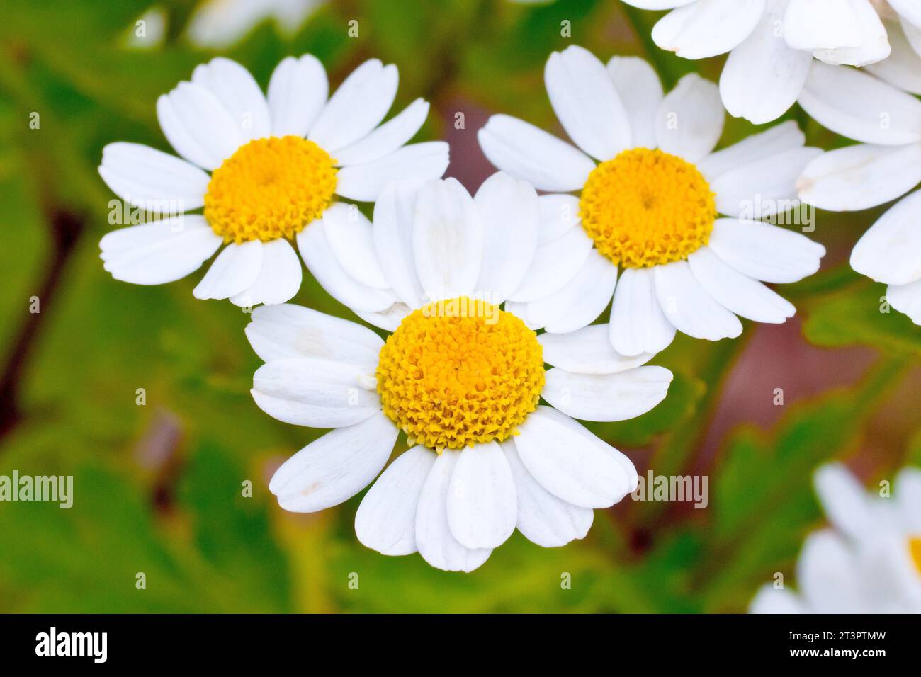 Feverfew (tanacetum parthenium), close up showing a cluster of the small daisy-like flowers of the common plant of roadsides and wasteground. Stock Photo