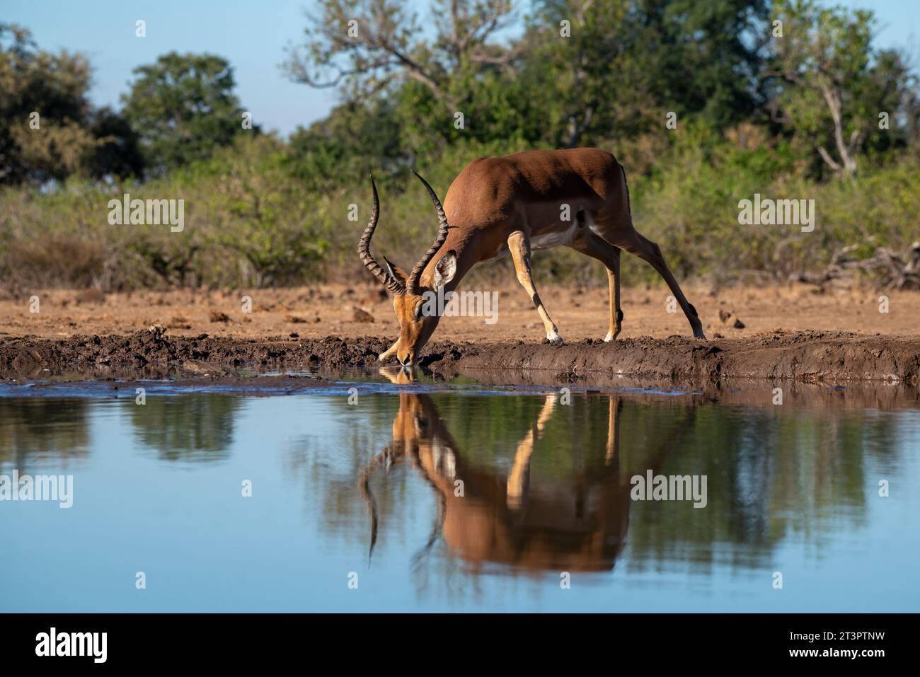 Impala (Aepyceros melampus) drinking at waterhole, Mashatu Game Reserve, Botswana. Stock Photo