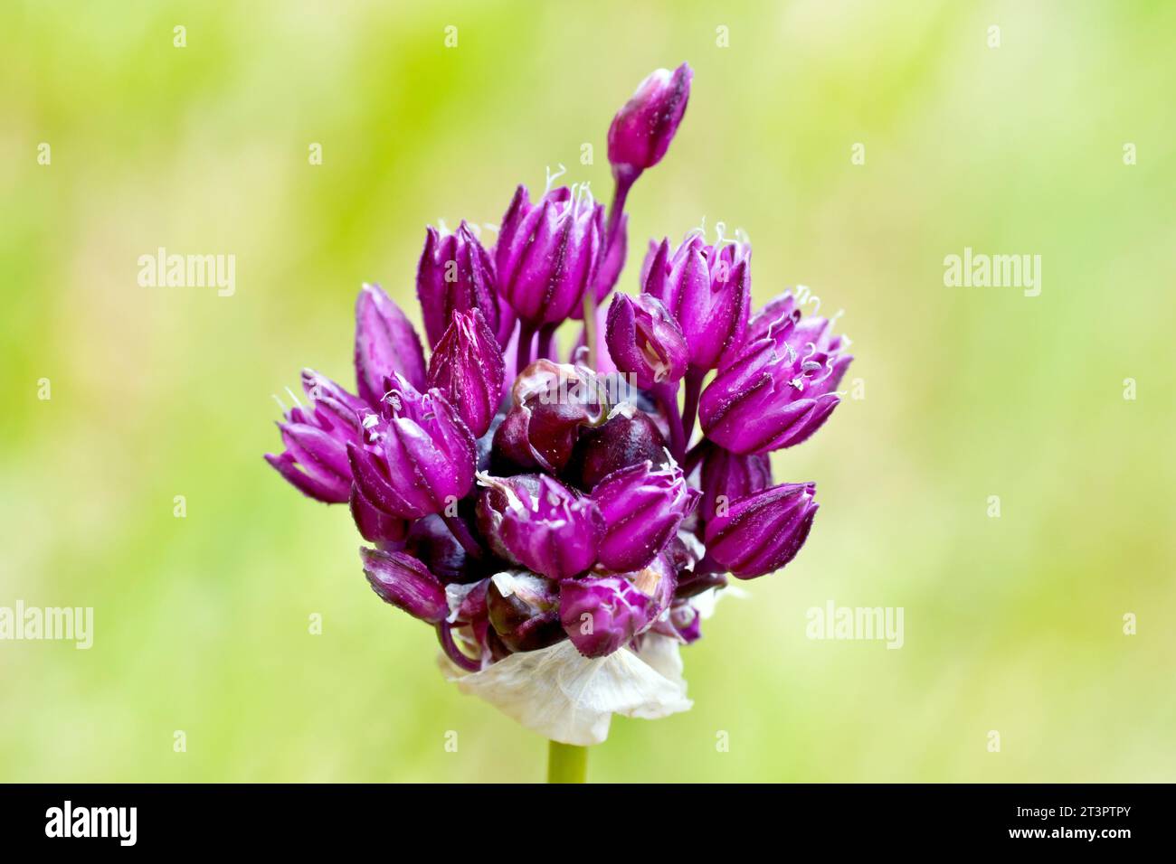Close up of a species of allium, possibly Field Garlic (allium oleraceum), showing the purple flowers beginning to open. Stock Photo
