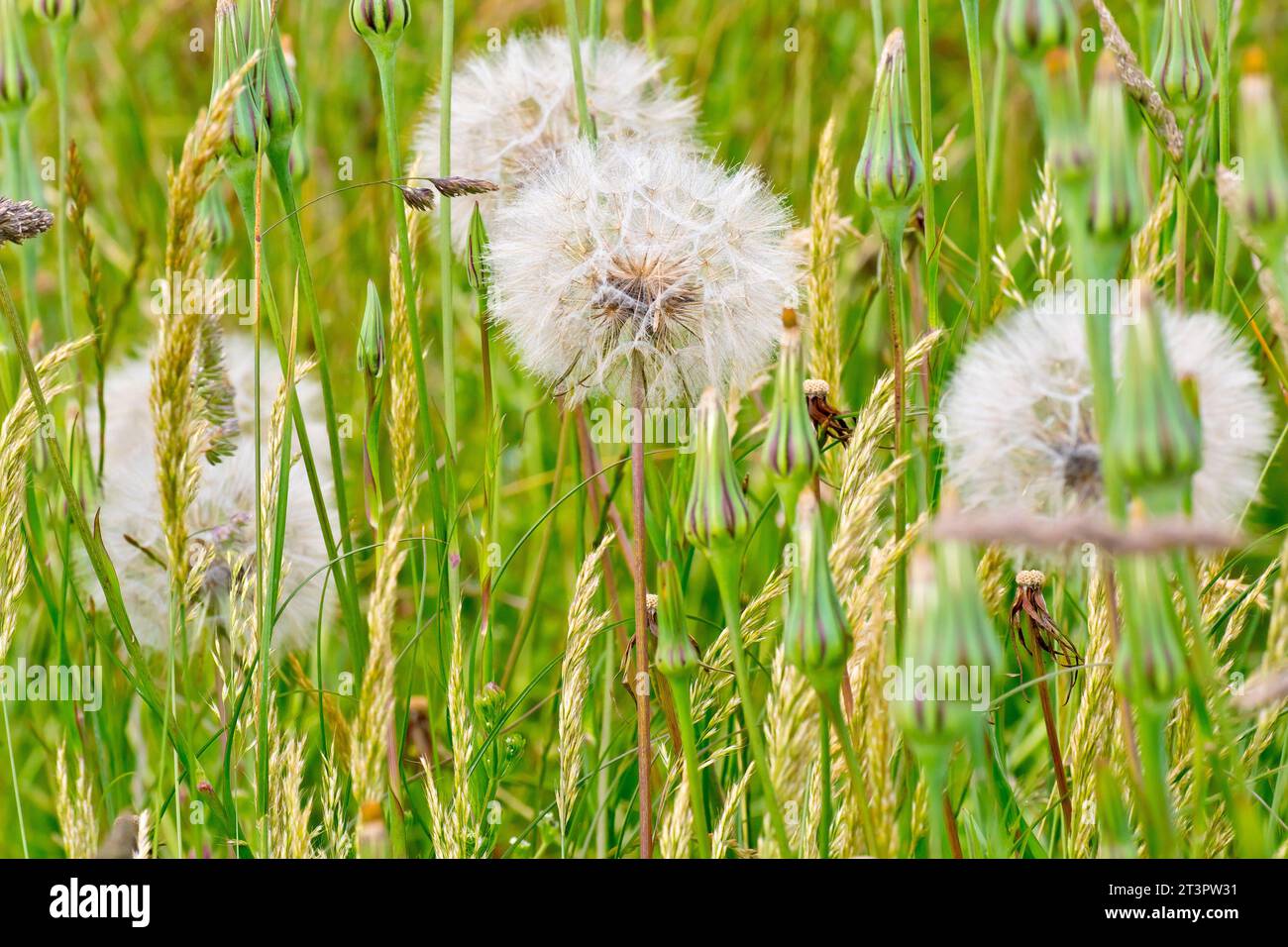 Goatsbeard or Goat's-beard (tragopogon pratensis), close up showing the large seedhead of the plant surrounded by unopened ones. Stock Photo