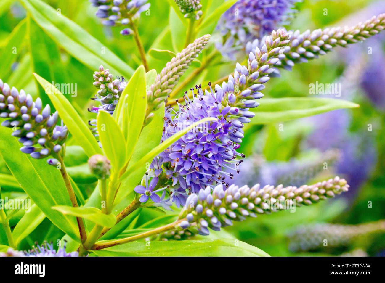 Hebe, a shrub of the veronica family, close up showing a spike of the lilac flowers of this particular cultivar along with the leaves and flowerbuds. Stock Photo