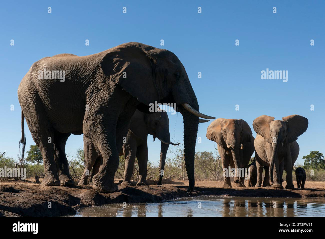 African elephants (Loxodonta africana) drinking at waterhole, Mashatu Game Reserve, Botswana. Stock Photo