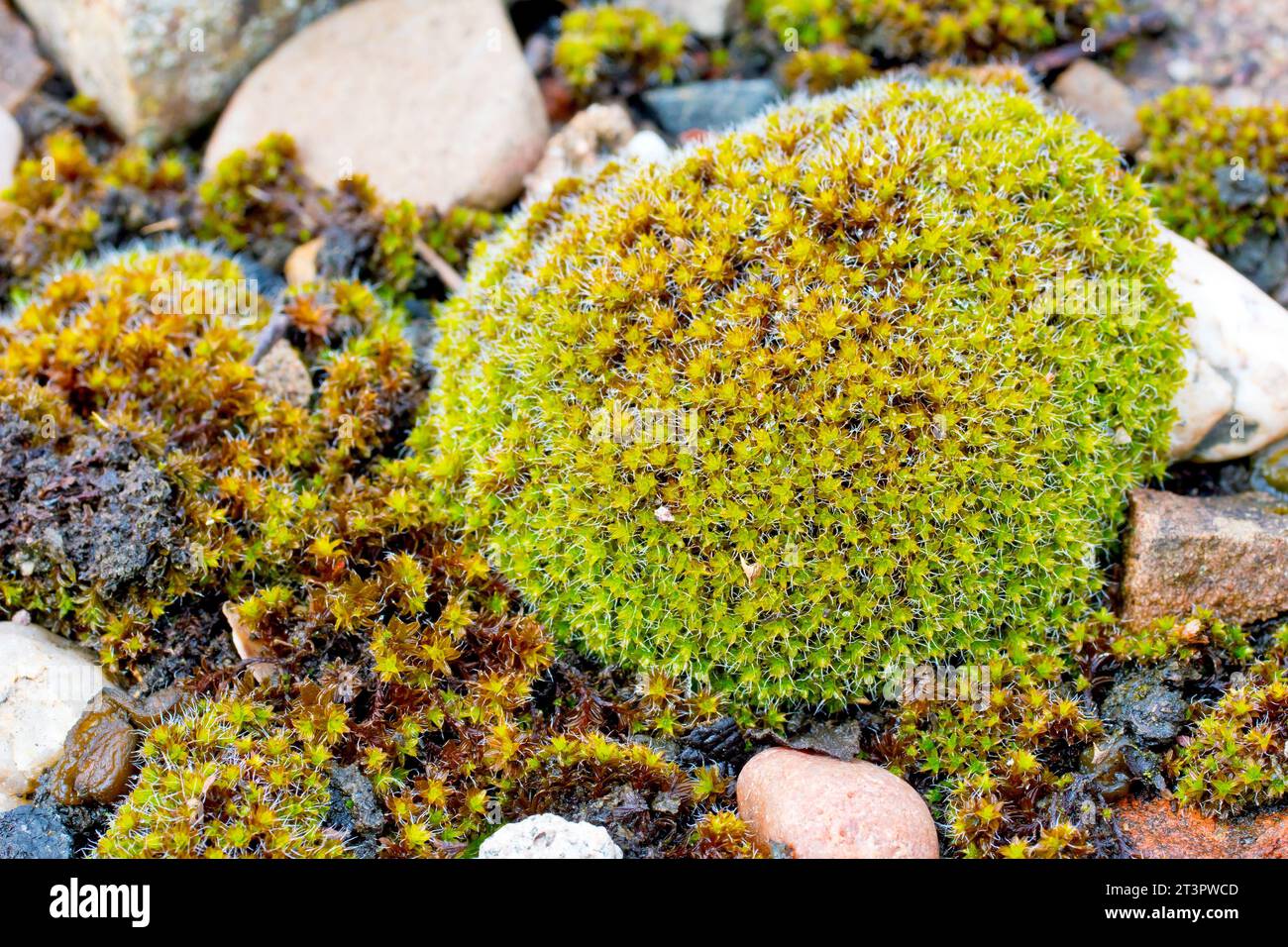 Close up of a moss covered pebble on a damp section of a gravel path, most likely a Screw-moss, possibly Great Hairy Screw-moss (syntrichia ruralis). Stock Photo