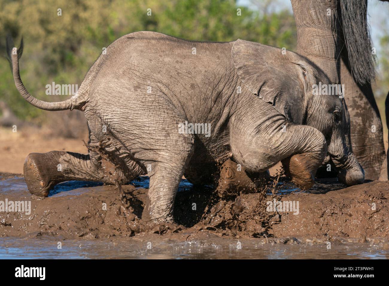 African elephant (Loxodonta africana) cub at waterhole, Mashatu Game Reserve, Botswana. Stock Photo