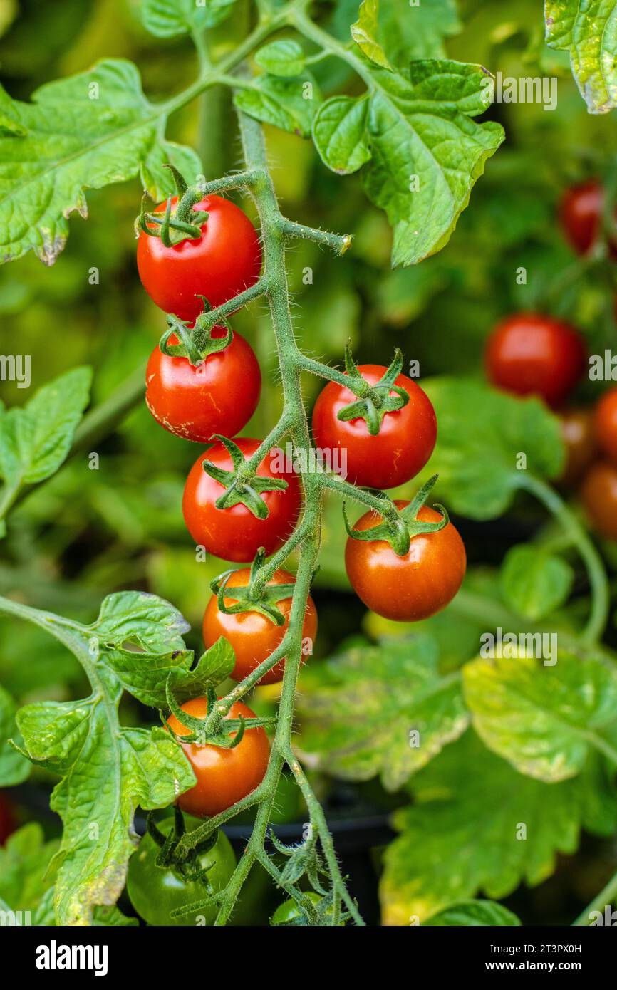 Ripe tomatoes on a branch Stock Photo - Alamy